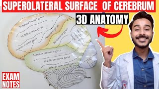 superolateral surface of cerebrum anatomy 3d  gyri and sulcus of cerebrum hemispheres anatomy [upl. by Davey]