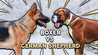 GERMAN SHEPHERD vs BOXER Whats The Best Family Guard Dog [upl. by Kirby]