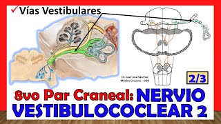 🥇 8vo Par Craneal  NERVIO VESTIBULOCOCLEAR 23  Vías Vestibulares Del Equilibrio [upl. by Humberto]