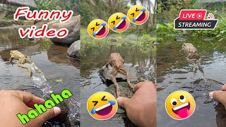 Catching frog funny make you laugh  funny animal video  funny frog jumping short [upl. by Alyssa660]