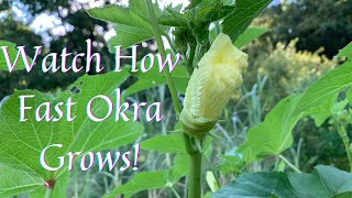 See How Fast Okra Grows Growth Cycle From Blooming to Harvest [upl. by Boice]