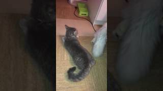 Saillie de chats Mila amp Minuit [upl. by Enutrof775]