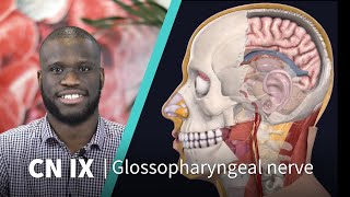 Anatomy Dissected Cranial Nerve IX glossopharyngeal nerve [upl. by Spevek227]