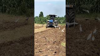 Speed check karo tractor ki or comment me batoo newholland 3630specialedition [upl. by Hcnarb]