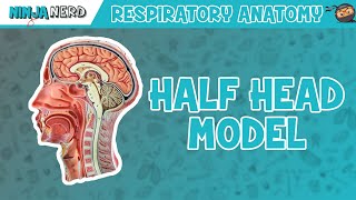 Respiratory  Half Head Anatomy [upl. by Elmina23]