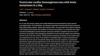 Ventricular cardiac hemangiosarcoma with brain metastases in a dog [upl. by Inga]