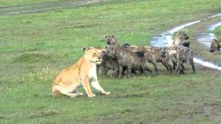 Hyenas surround Lioness and laugh [upl. by Aicek]