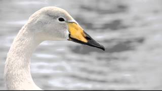 Cygne chanteur  Cygne sauvage  Whooper Swan  Cygnus cygnus [upl. by Nivled]