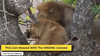 Leopard Trapped By Lions Fighting In a Tree  Kruger Park Sightings [upl. by Nalek]