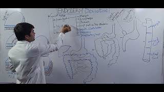 درس هفتم Germ layer Endodermal Derivative [upl. by Anaes]