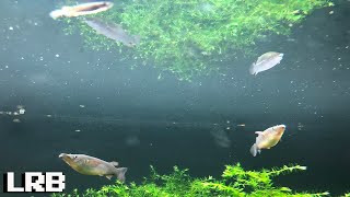 Im excited Celebes Halfbeaks Had Babies Sneak Peek at the Fry Rack and 240 [upl. by Varion205]