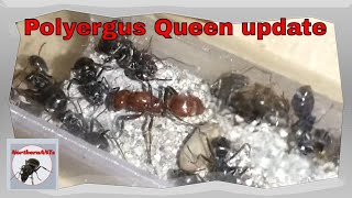 Polyergus ant queen and her slave workers [upl. by Esserac]