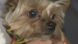 Hialeah dog owners relieved to have beloved pet back [upl. by Marfe]