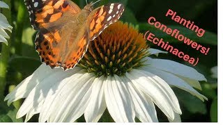 Planting Coneflowers  Echinacea [upl. by Aldis525]