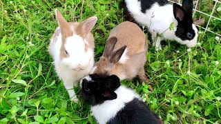 Daily life of my rabbits they are so beautiful [upl. by Moffat]