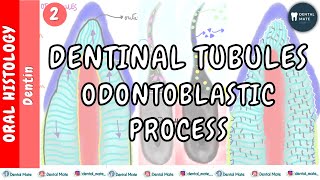 Dentinal tubules  Odontoblastic process  Curvatures  Branches  Dr Paridhi Agrawal [upl. by Ames633]