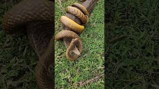 जहरीला और सुन्दर राज साँप अहिराज🐍😱 Nature Big Banded krait kraitsnake nature amazing shorts [upl. by Inaliel]