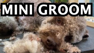 Lagotto Romagnolo Mini groom [upl. by Honey]