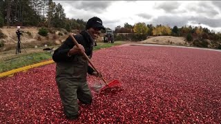 Cranberry harvest season underway in Wisconsin [upl. by Marmaduke]