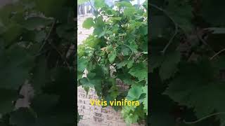 Vitis vinifera grapes 🍇🍇 fact garden fruit biology plants plantreels biology botany [upl. by Fern]