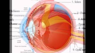 External Eye Anatomy [upl. by Harlamert]