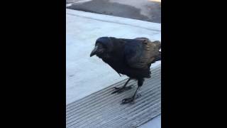 crow conversation talking to a crow [upl. by Keary835]