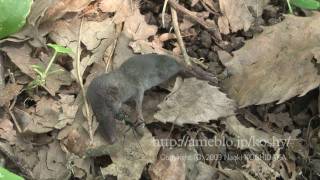 ジネズミの死 Crocidura dsinezumi [upl. by Lorelie]