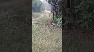 today evening sighting karwa Ballarsha safari 071124leopard 🐆 viralshort viralvideo [upl. by Ayrotal]