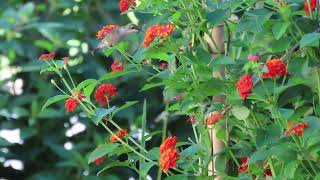 Hummingbird at Dallas Red Lantana 9922 [upl. by Aisereht477]