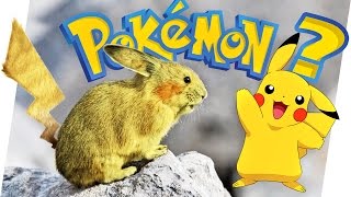 Pokémon Diese POKÉMON EXISTIEREN wirklich  Geniale Fakten Tipps amp Tricks [upl. by Anelle726]