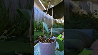 Phalaenopsis Orchid Repotting [upl. by Shelden]