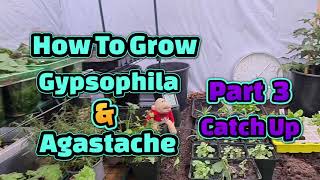 How to grow Gypsophila and Agastache part 3 [upl. by Franza]