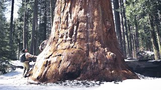 Giant Sequoia Grove Calaveras Big Trees State Park [upl. by Goles839]