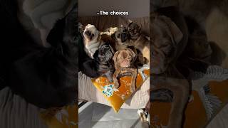 Wouldn’t change a thing Audio aman100oktenkyou doglife pugs funny cute puppies [upl. by Earesed624]