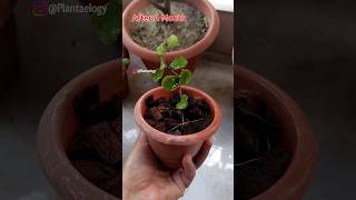 Hoya Plant Care  Treatment for Root FungalMealybug Infestation [upl. by Shurlocke]