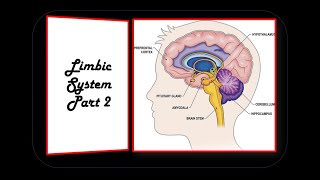 LIMBIC SYSTEM PART 2 [upl. by Aruol703]