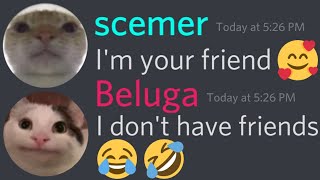 When Beluga meets Scemer [upl. by Jordain]