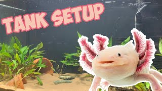 Axolotl Tank Setup BEGINNERS GUIDE [upl. by Yhtorod]