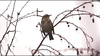 Redwing Turdus iliacus  Rotdrossel [upl. by Nowaj]