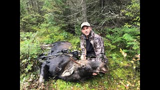 Premier jour de chasse a larbalète BIEN CONTENT  Moose shot at opening with crossbow [upl. by Einneb]