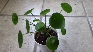 How I Fixed Curly Leaves on my Pilea Peperomioides [upl. by Treblihp]