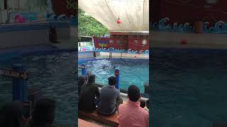 Ini dia suara lumbalumba lumbalumba dolphin suara safaribeachjateng tamansafari [upl. by Nahtnamas410]