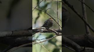 Chipping Sparrow scratches [upl. by Hardin258]