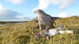 Hunting Rabbits with a Goshawk Falconry SB2 [upl. by Anilesor904]