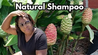 Growing Natural Shampoo at Home Changed Me FOREVER [upl. by Azeret542]