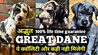 full top quality Great dane for sale  Great dane  Worlds की सबसे बड़ी डॉग ब्रीड [upl. by Aihsoek]