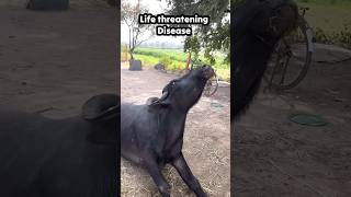 How vet saved cattle from severe neurological life threatening condition [upl. by Anyzratak]