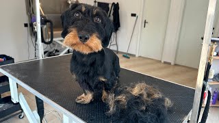 Grooming A Wire Haired Dachshund II Full Video [upl. by Esorylime398]