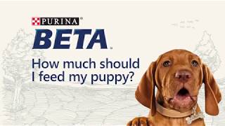 BETA  Puppy Feeding Guide [upl. by Gregrory471]