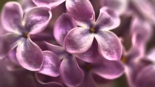 Nelson Eddy Sings  Well Gather Lilacs [upl. by Leamsi823]